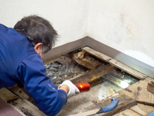 Best Bathroom Mold Remediation in Naples, UT