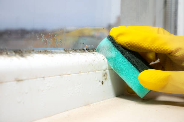 Best Emergency Mold Remediation in Naples, UT