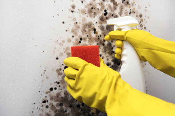 Best Health and Safety Mold Remediation in Naples, UT