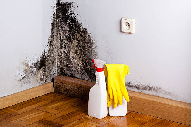 Best Localized Mold Remediation (e.g., coastal areas, humid climates) in Naples, UT