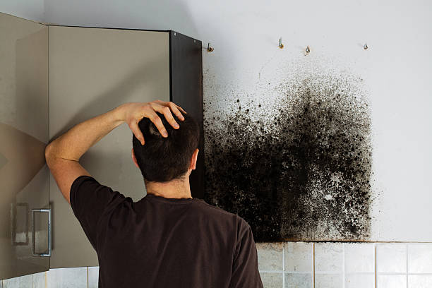 Best Black Mold Remediation in Naples, UT