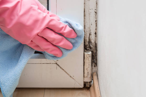 Best Basement Mold Remediation in Naples, UT